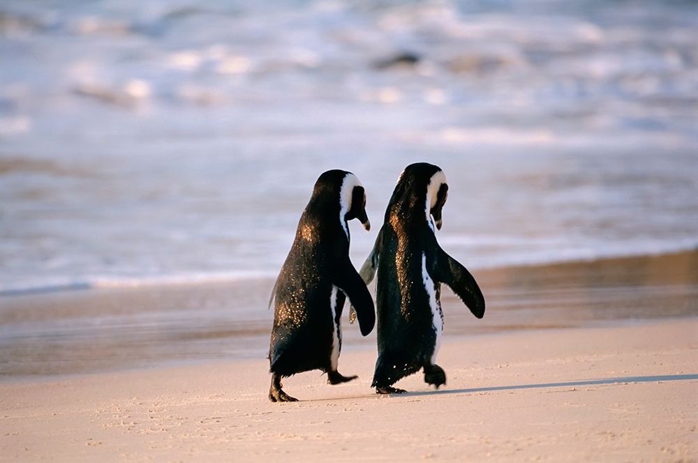 African Penguins walking hand in hand near Capetown-South Africa art print by Stuart Westmorland for $57.95 CAD
